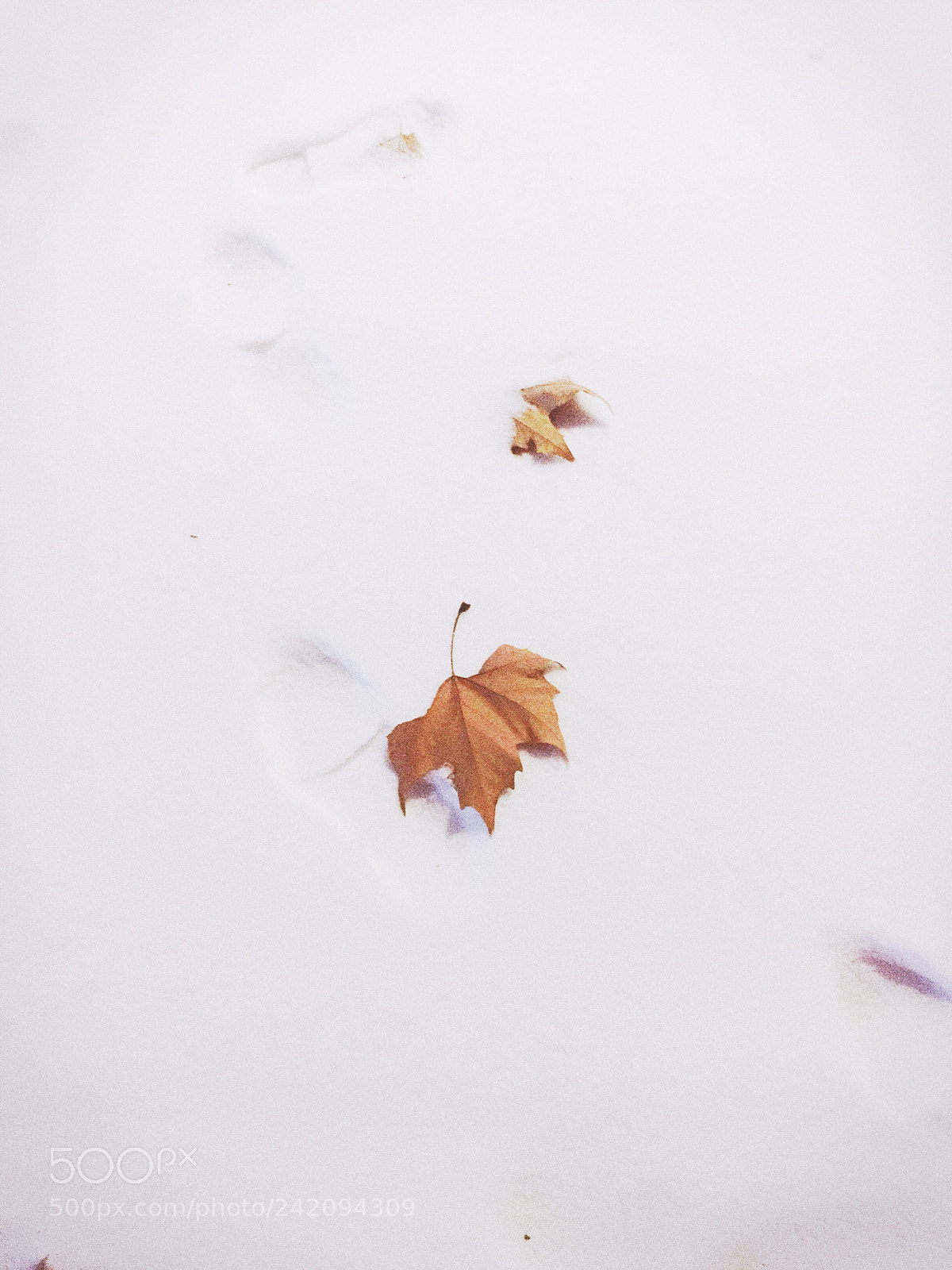 Apple iPhone 6 Plus sample photo. 叶 photography