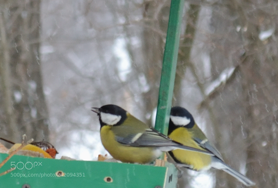 Nikon D3100 sample photo. Titmouses. photography