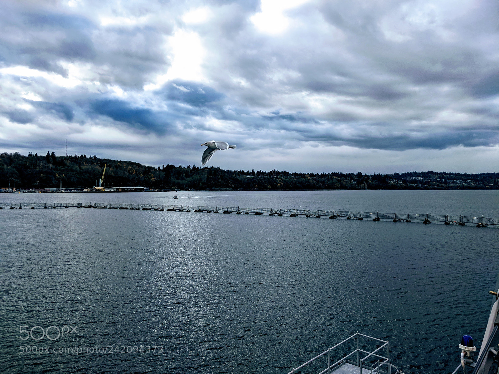 Google Pixel 2 sample photo. Soaring photography