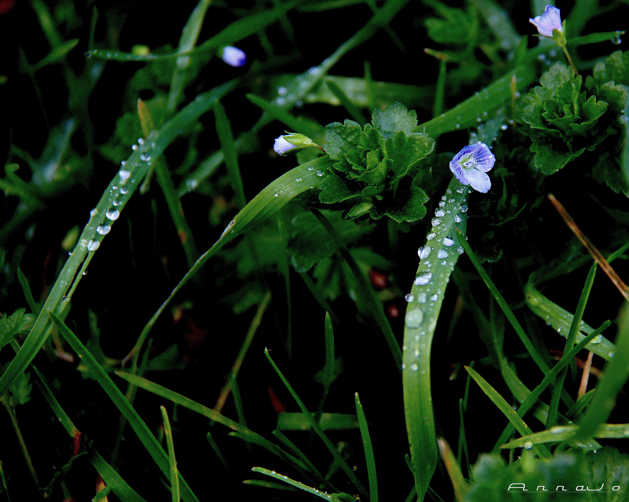 Canon EF-S 18-200mm F3.5-5.6 IS sample photo. Vert photography