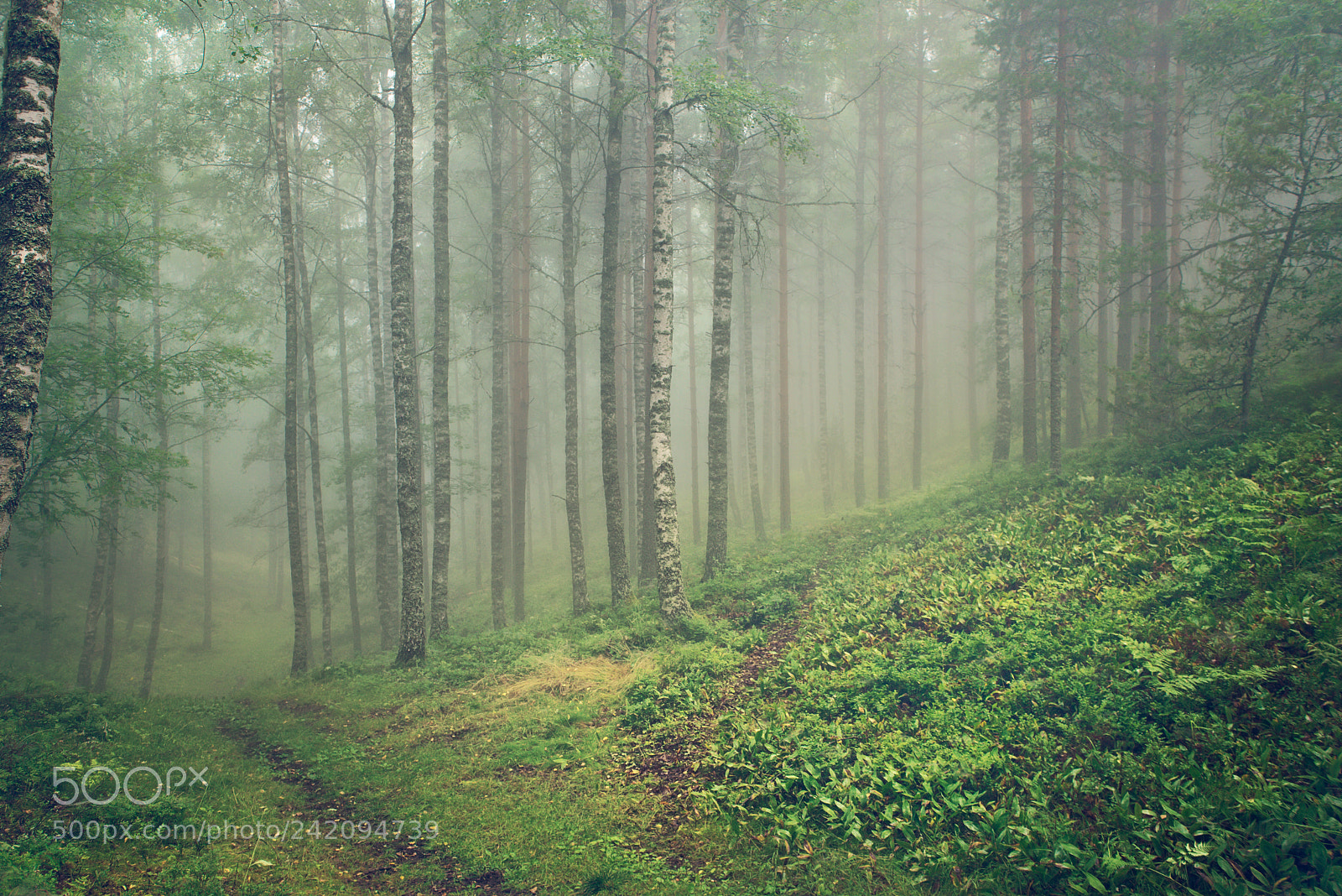 Nikon D600 sample photo. Misty rapolanharju photography