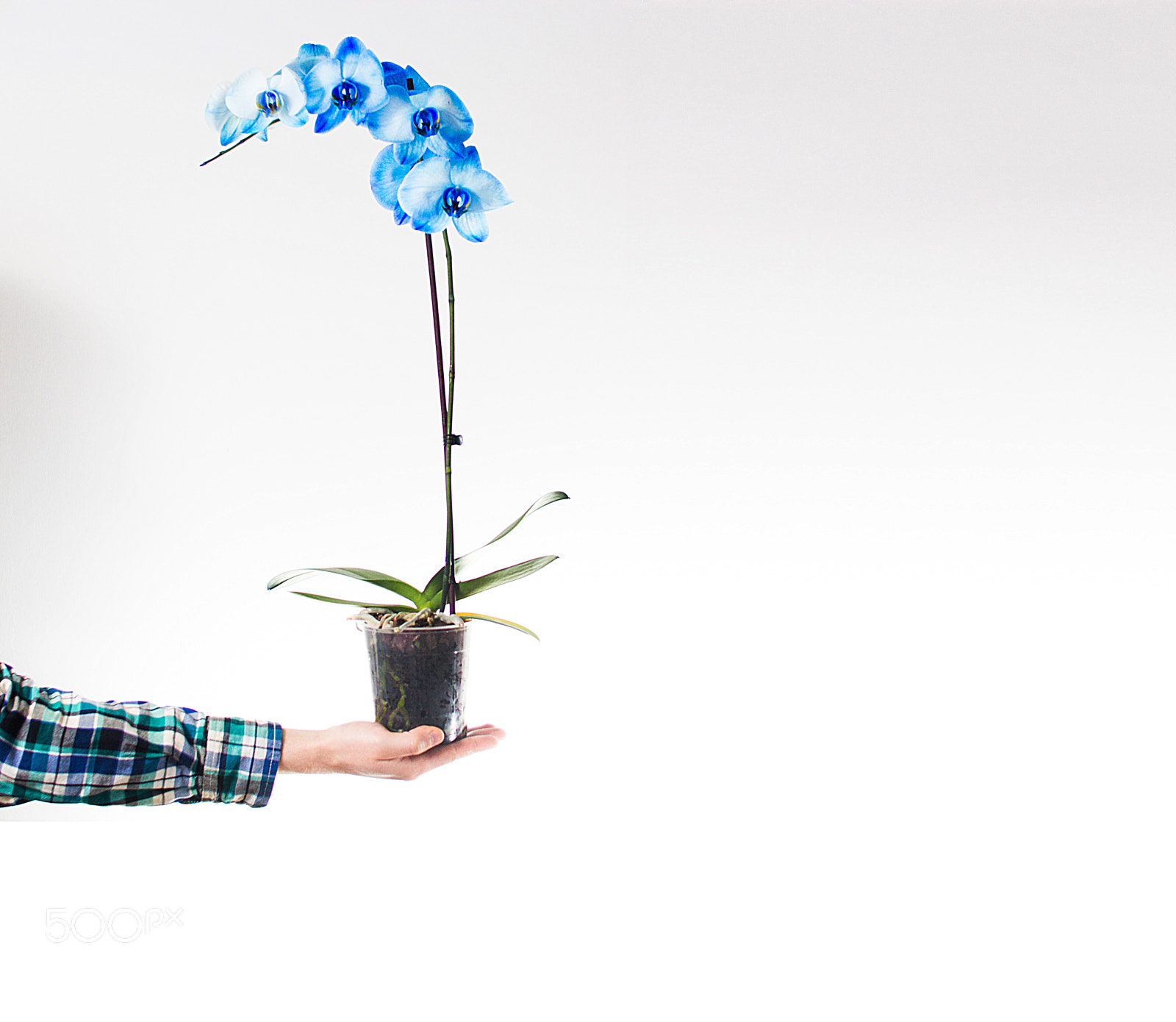 Canon EOS 650D (EOS Rebel T4i / EOS Kiss X6i) sample photo. Orchid photography