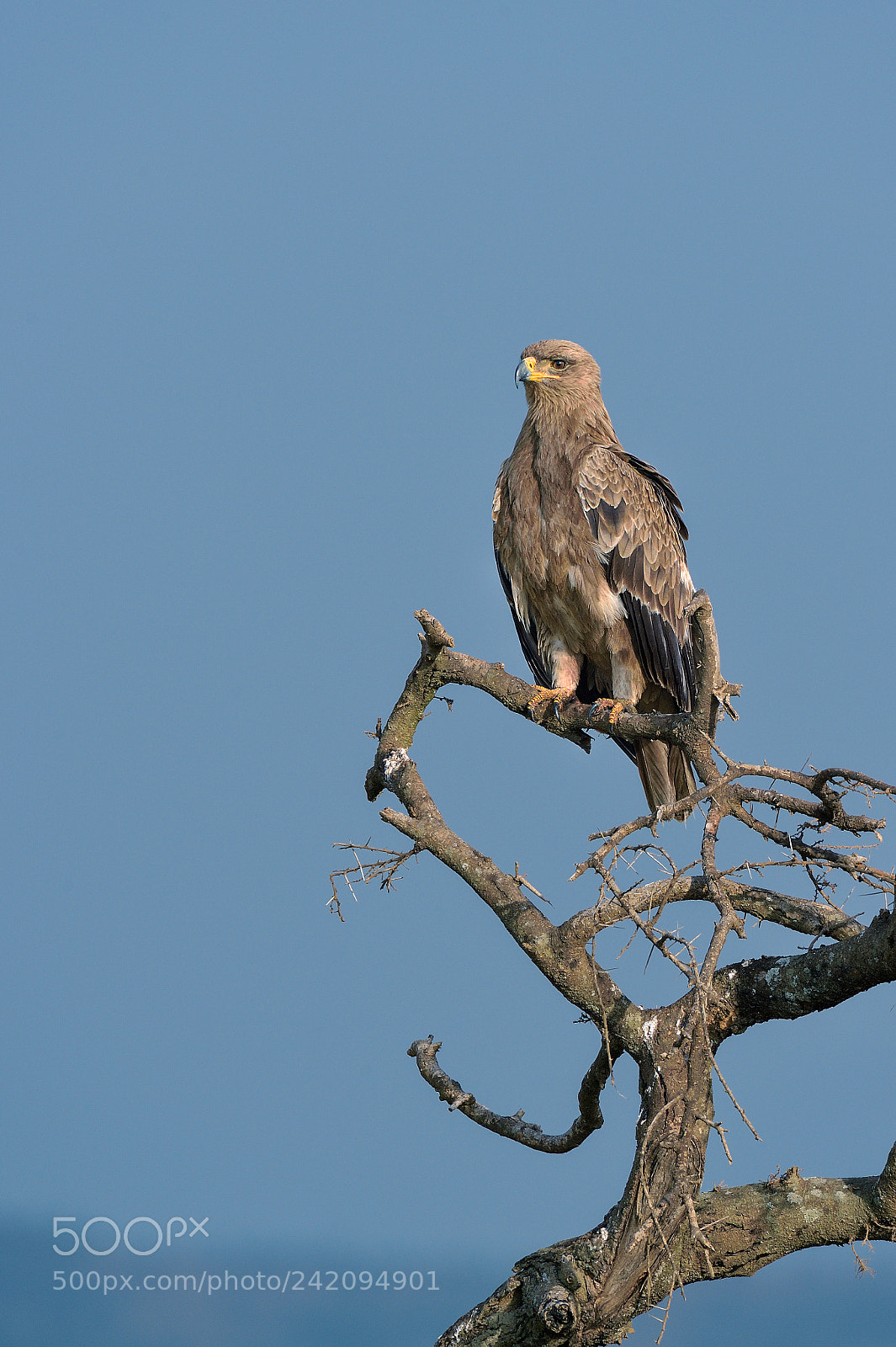 Nikon D4S sample photo. Tawny eagle photography