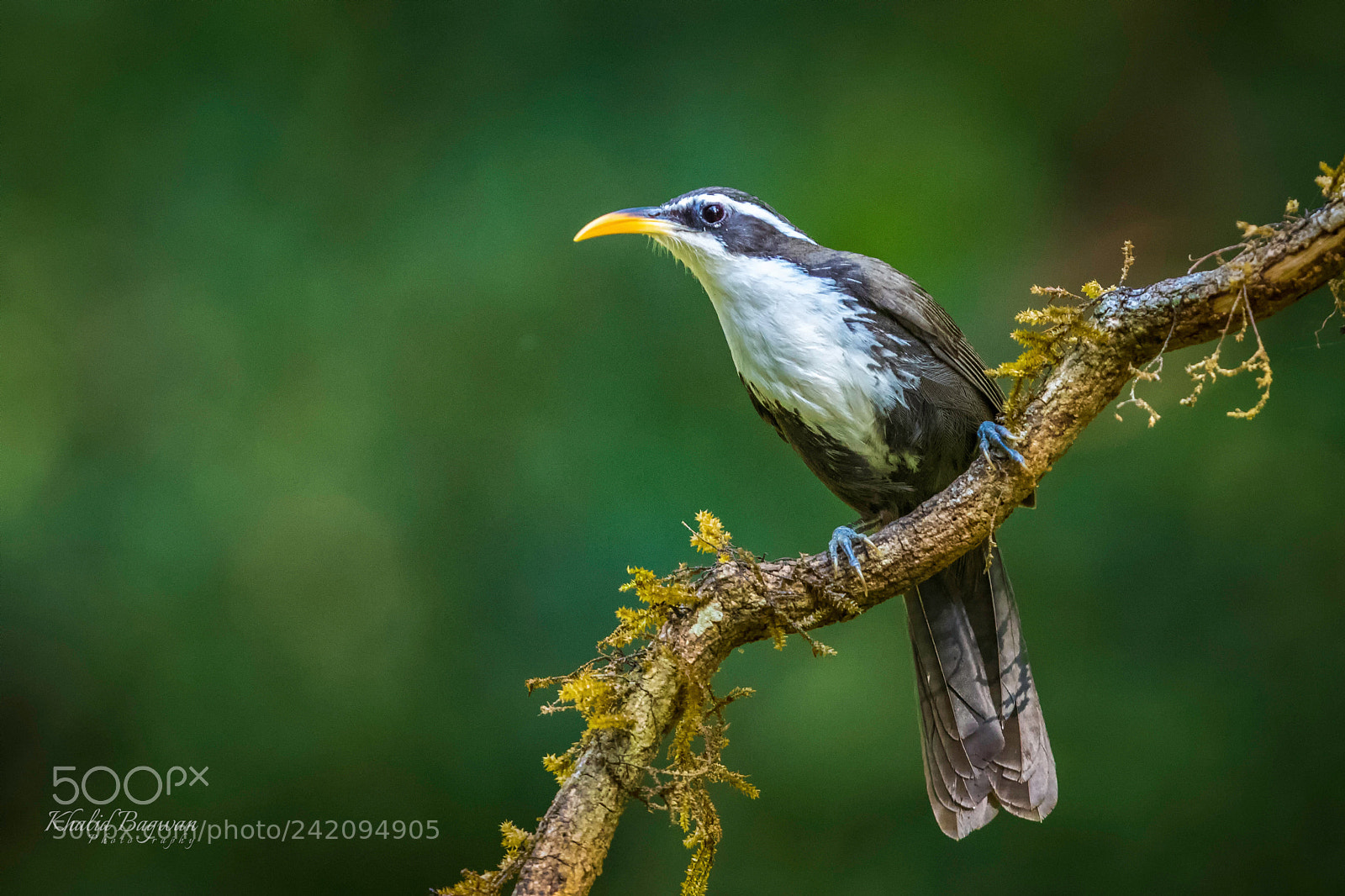Canon EOS 7D Mark II sample photo. Indian scimitar-babbler photography