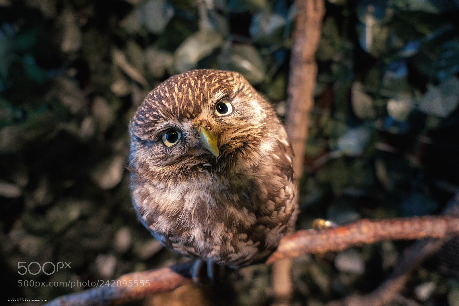 Sony Cyber-shot DSC-RX100 III sample photo. Owl (iii) photography