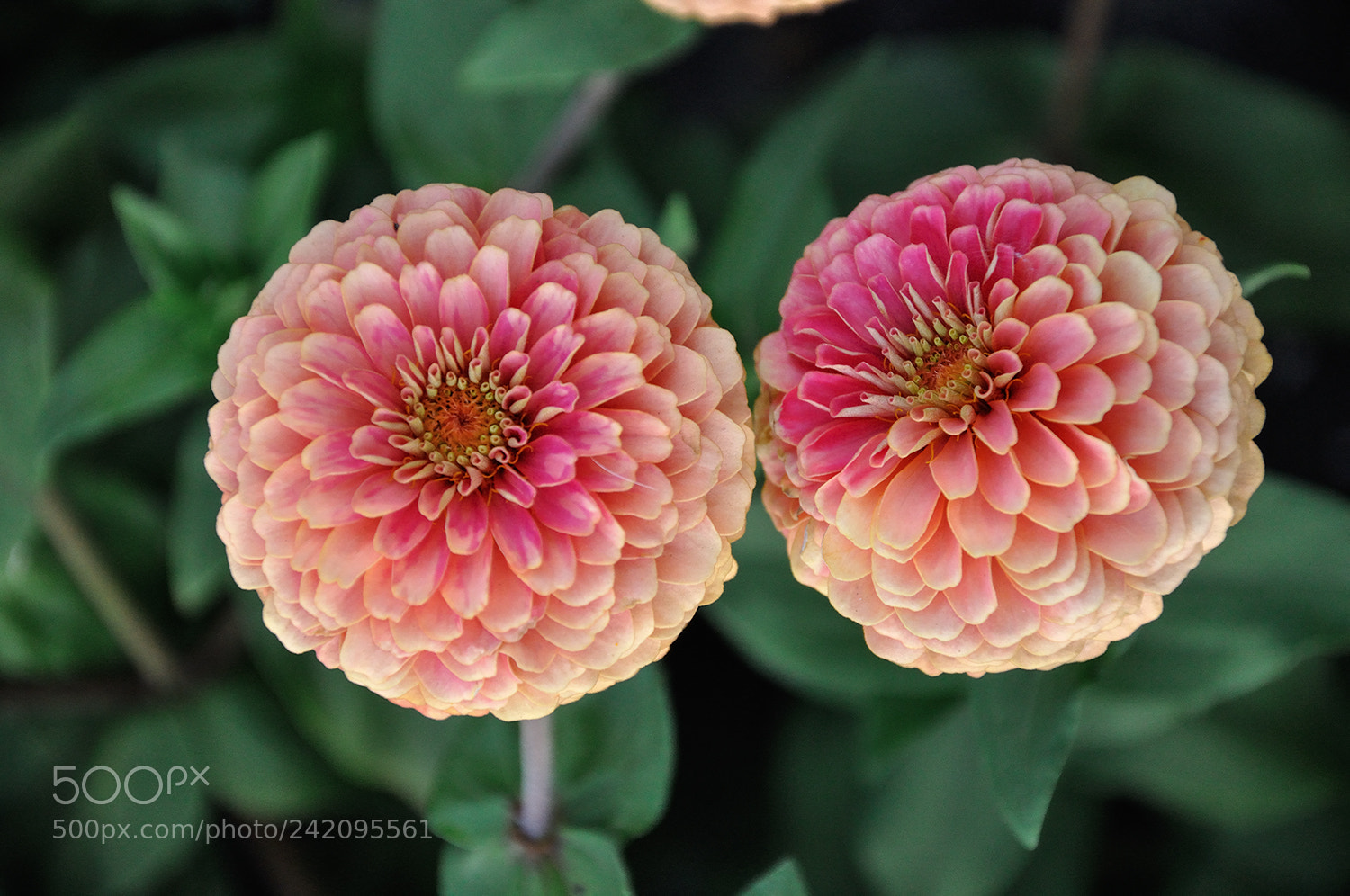 Nikon D90 sample photo. Шепну на ушко я своей подружке...))) photography