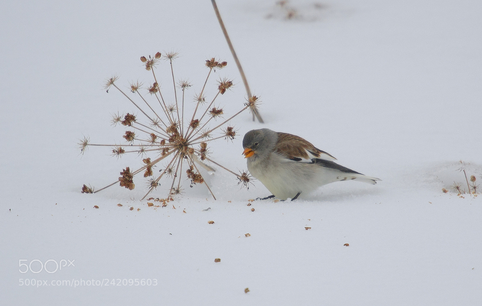Nikon D3S sample photo. Alpine chaffinch photography