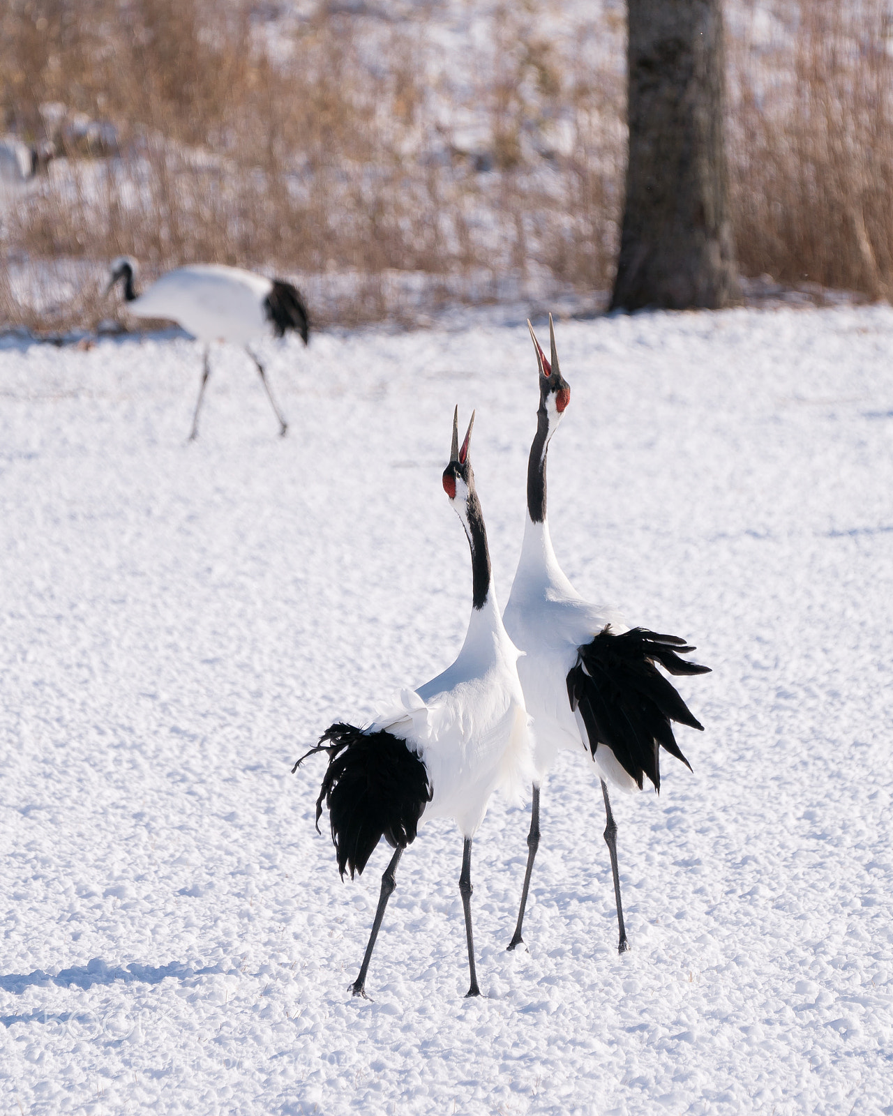 Sony a9 sample photo. Red crowned crane photography