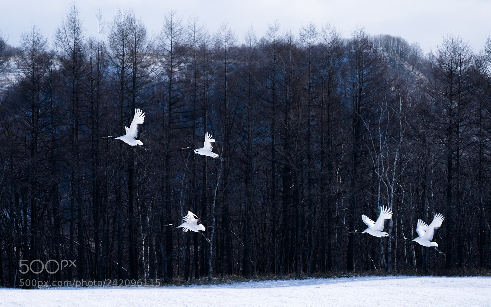 Sony a9 sample photo. Fly by photography