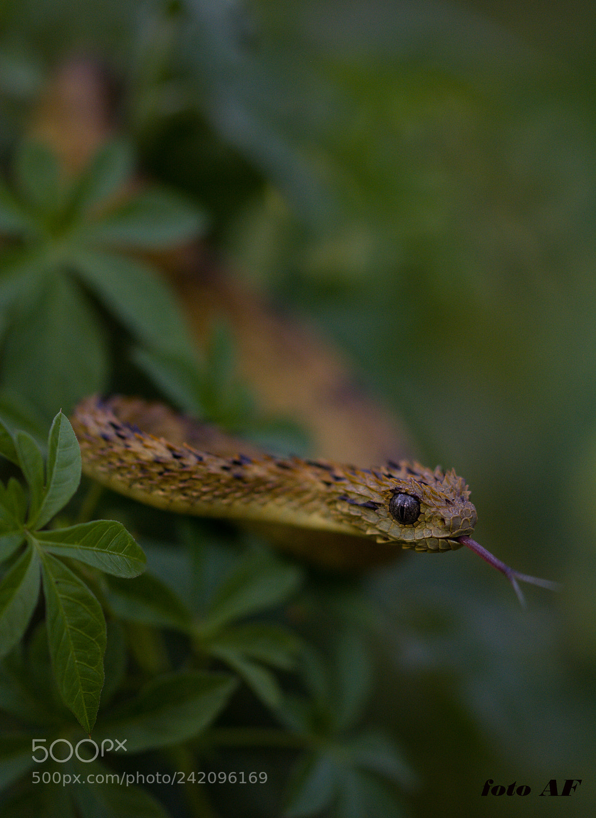 Nikon D7100 sample photo. Atheris hispida uganda photography