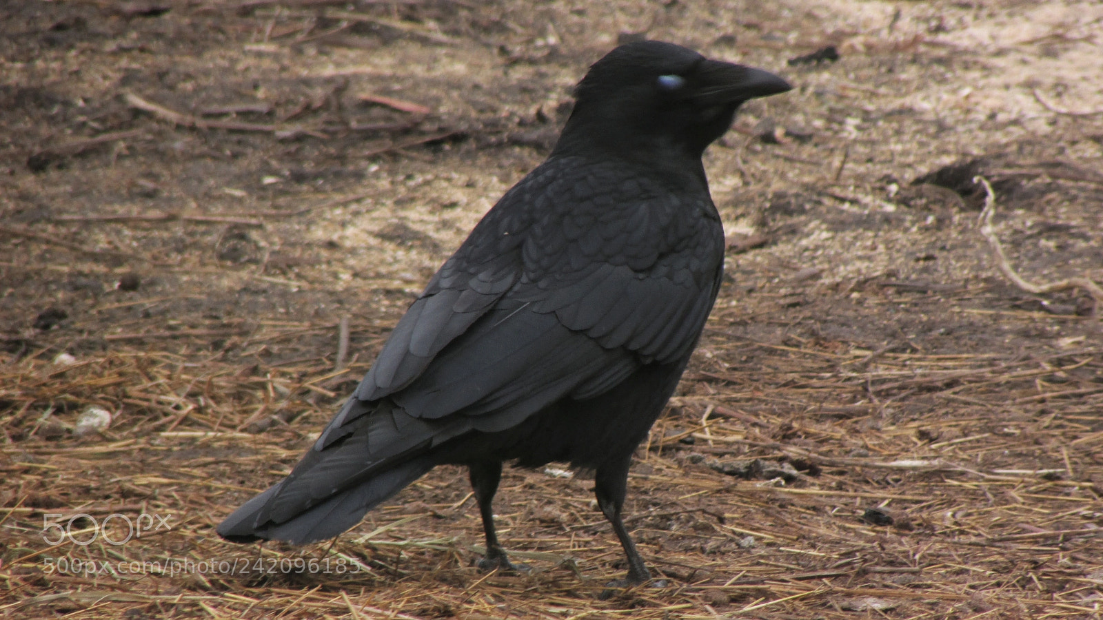 Canon PowerShot SX500 IS sample photo. The young crow photography