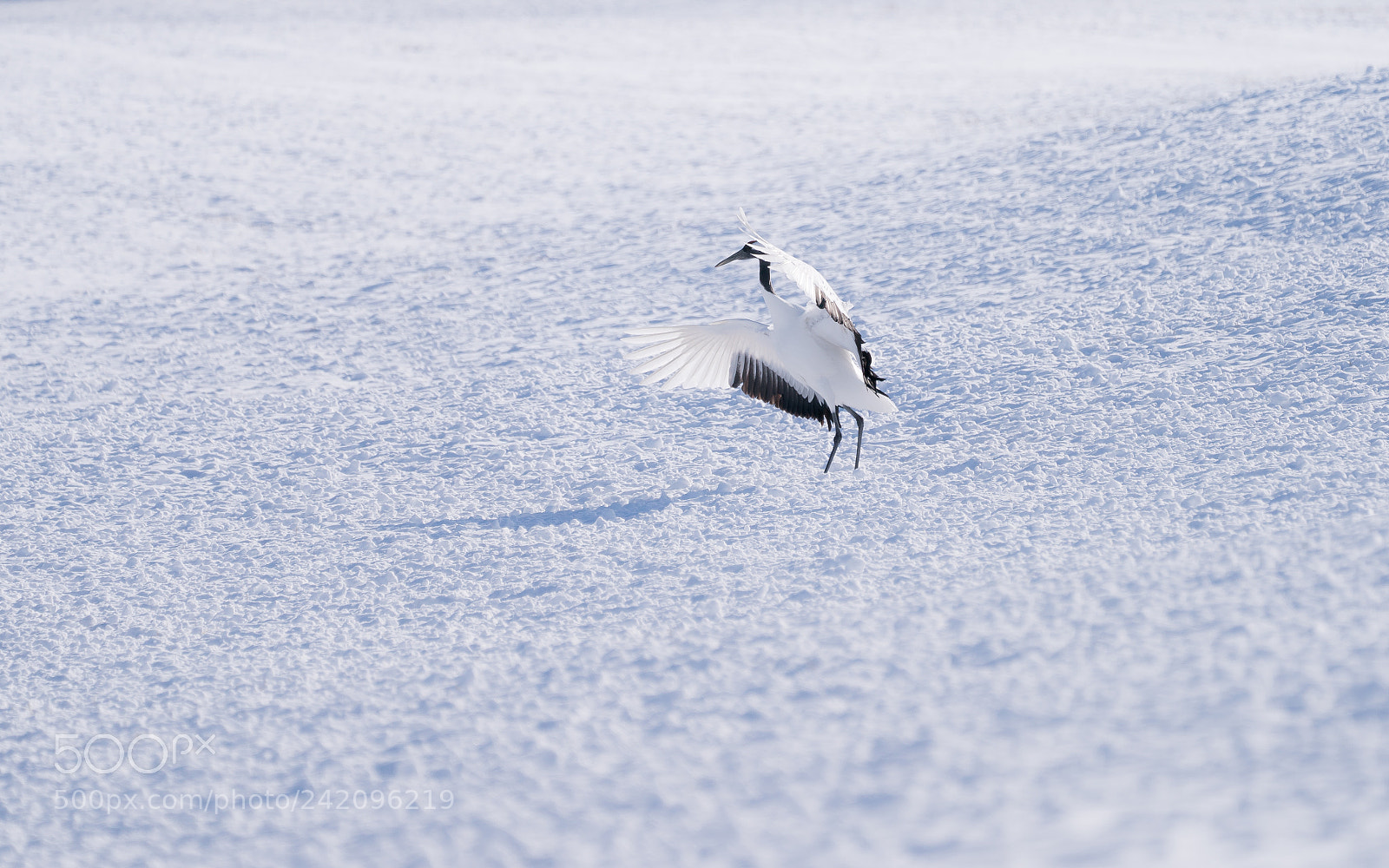Sony a9 sample photo. Nice landing photography
