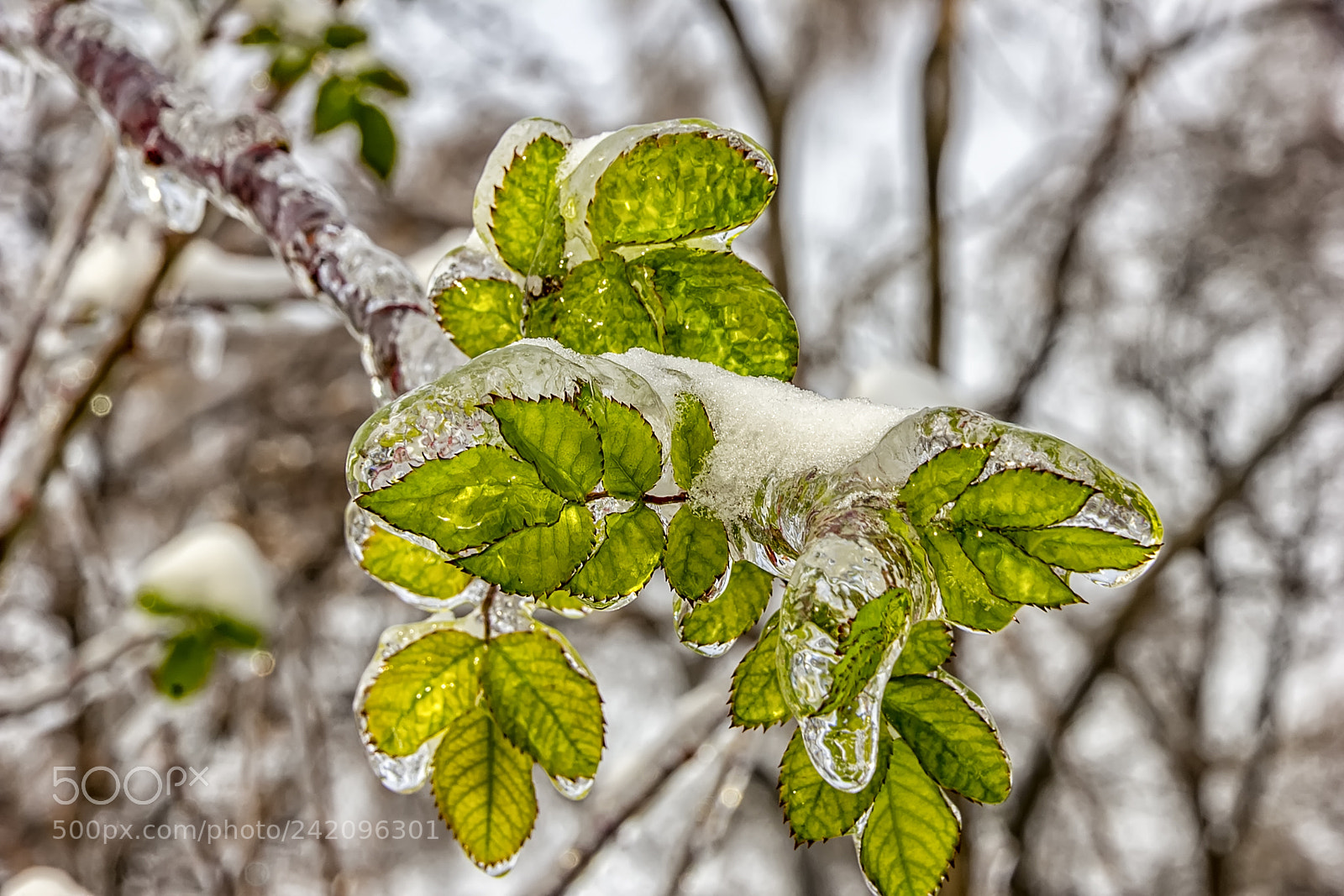 Canon EOS 60D sample photo. Ice coated photography