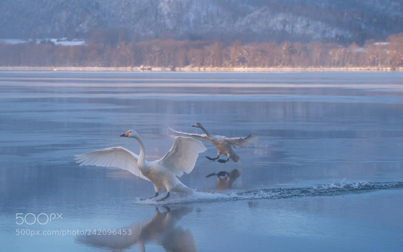 Sony a9 sample photo. Swans land photography