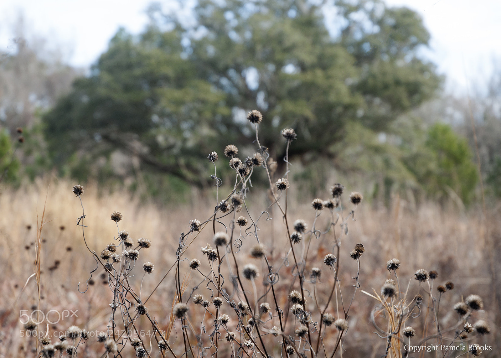 Nikon D90 sample photo. A winter field photography