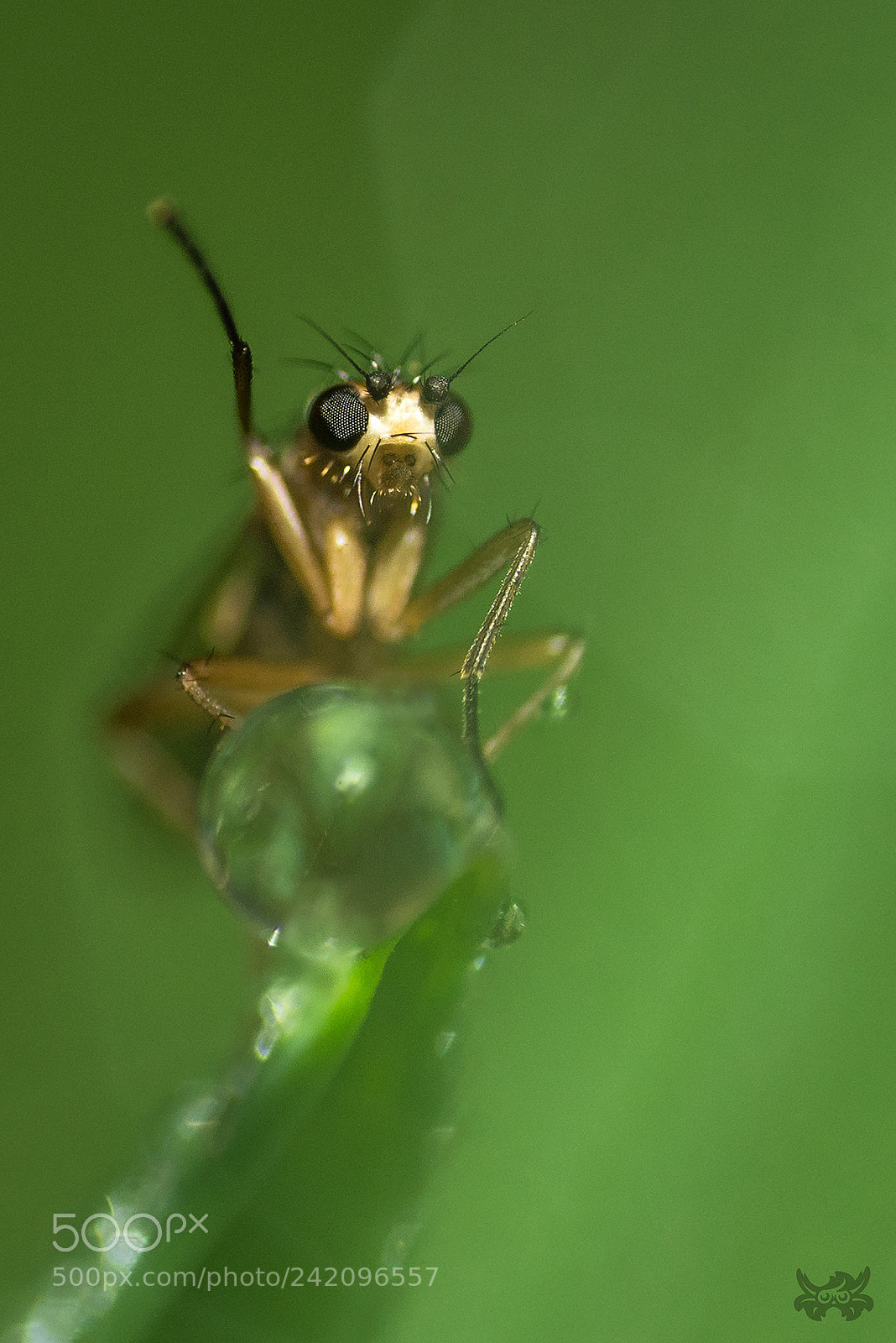 Nikon D810 sample photo. Fly first! photography