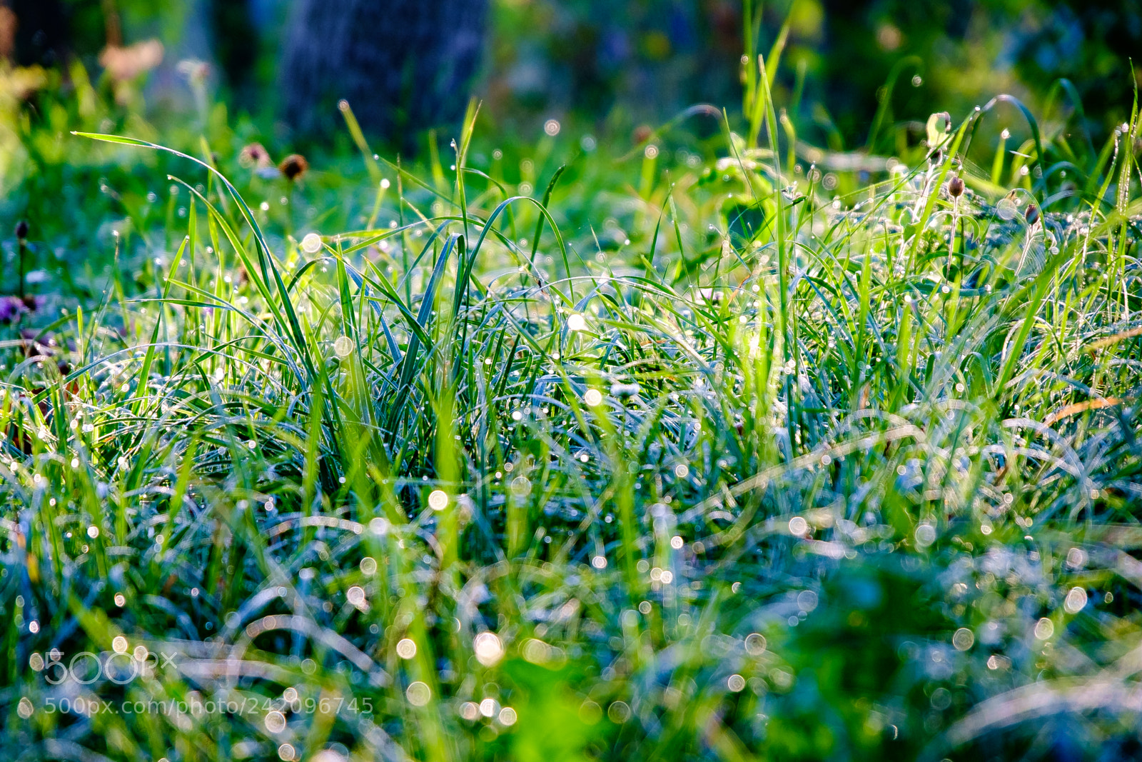 Fujifilm X-Pro1 sample photo. Water droplets photography