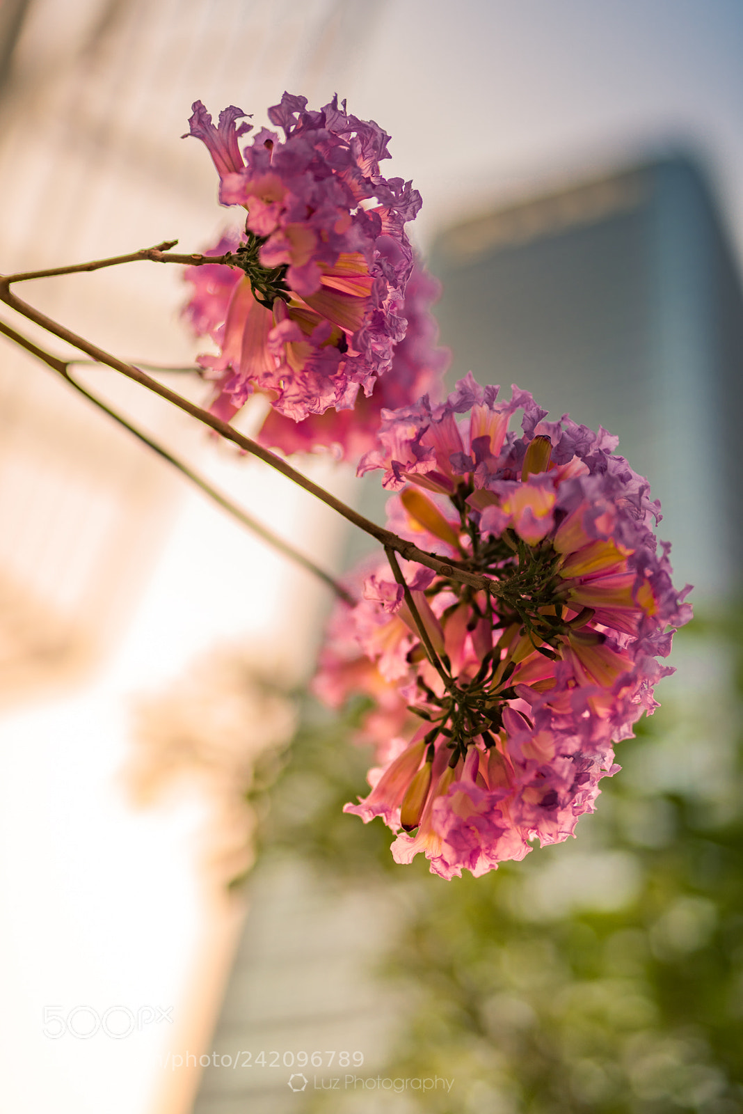 Nikon D810 sample photo. Flowers under sunset photography