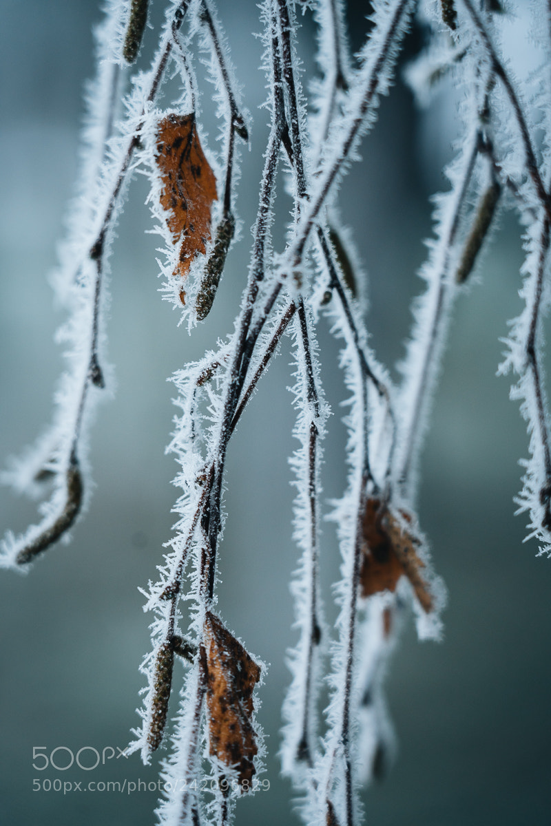Sony a7R III sample photo. Iceman photography