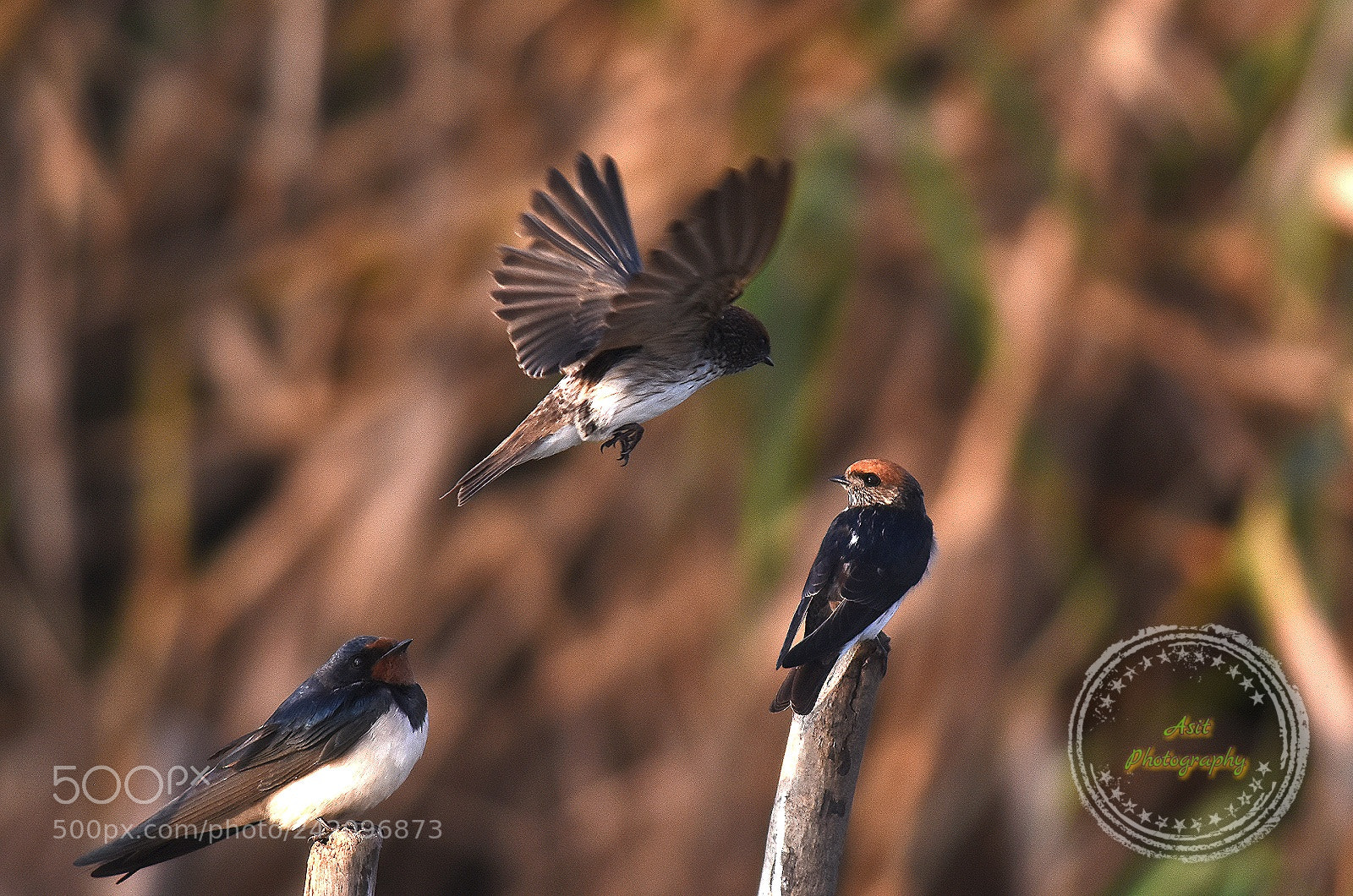 Nikon D7200 sample photo. Over head photography