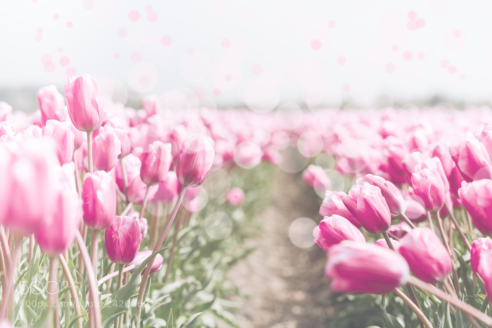 Nikon D810 sample photo. Tulips field in the photography