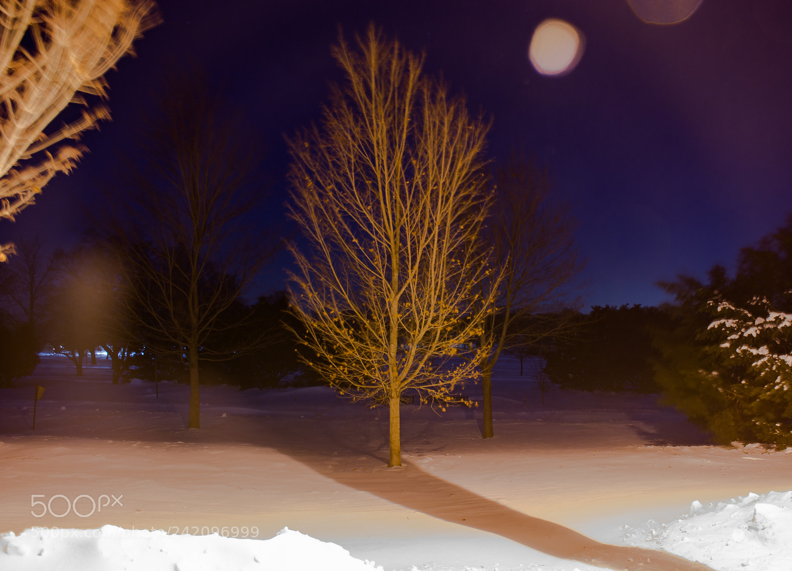Nikon D7100 sample photo. Angelic tree photography