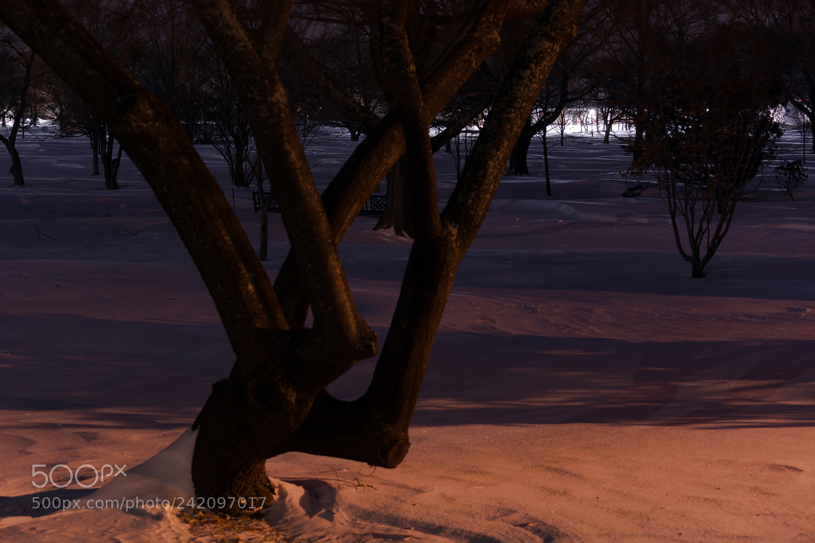 Nikon D7100 sample photo. Through the frozen park photography