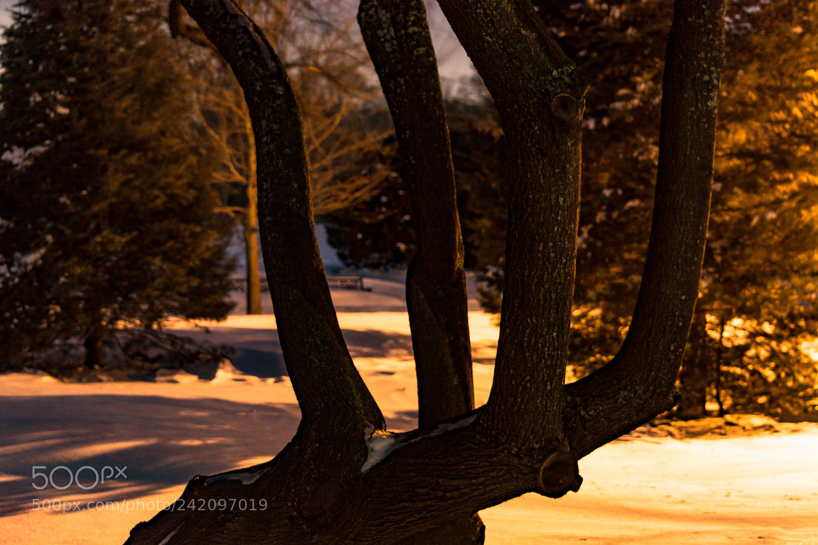 Nikon D7100 sample photo. Nature's claw photography