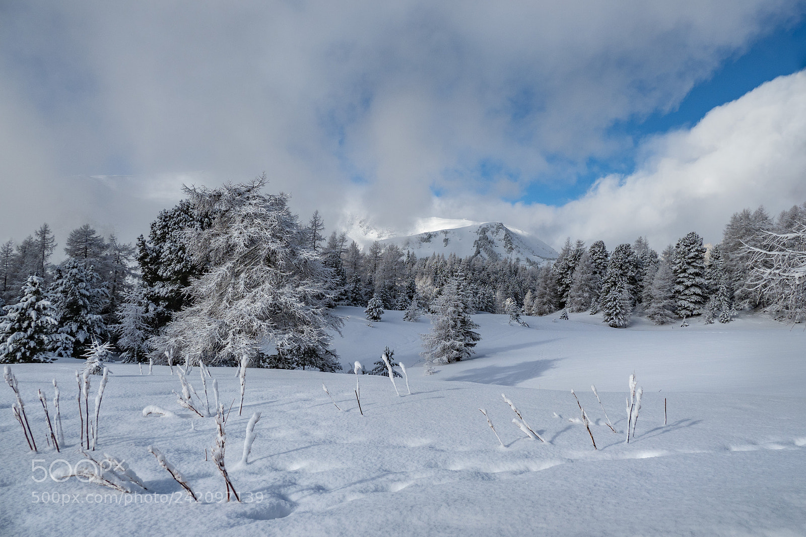 Olympus OM-D E-M1 Mark II sample photo. Winter photography