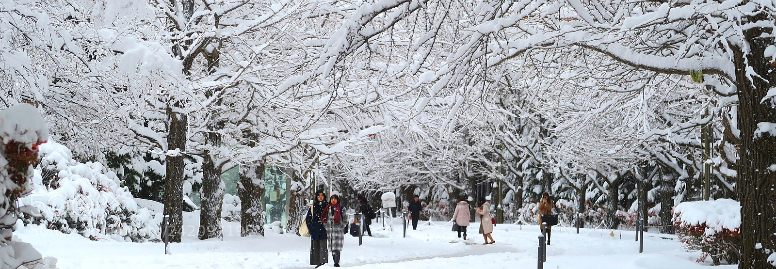 Canon PowerShot G7 X sample photo. Hokkaido x winter photography