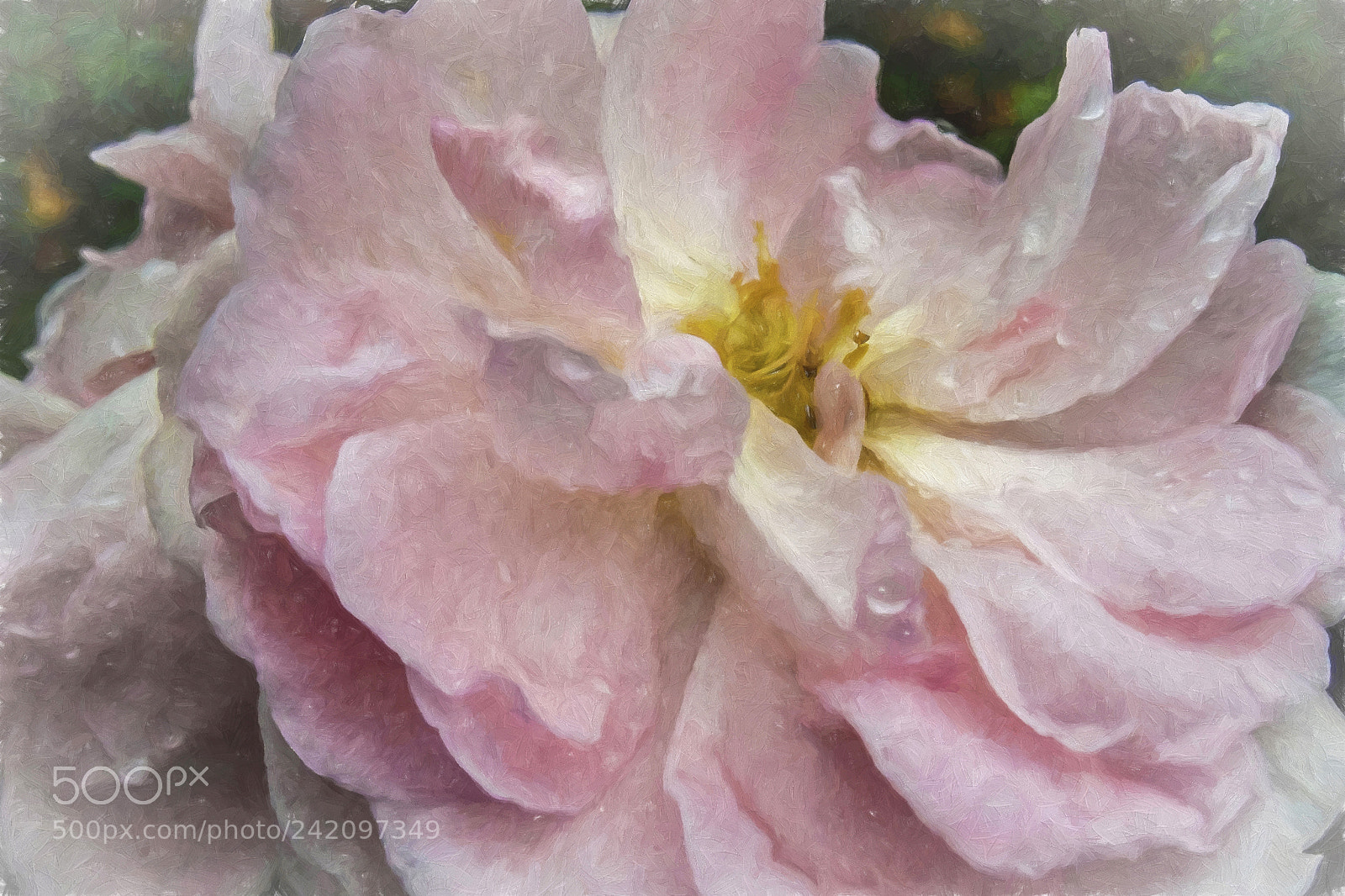 Olympus OM-D E-M5 sample photo. Rose in rain photography