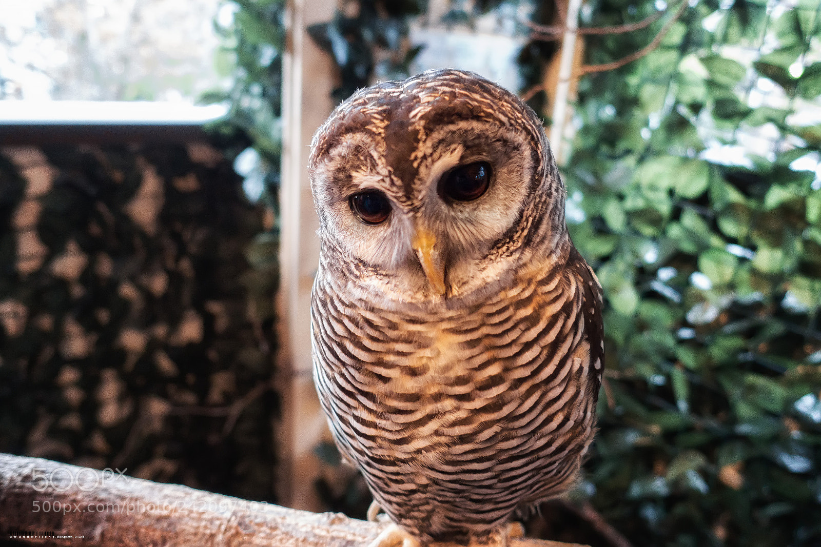 Sony Cyber-shot DSC-RX100 III sample photo. Owl (iv) photography