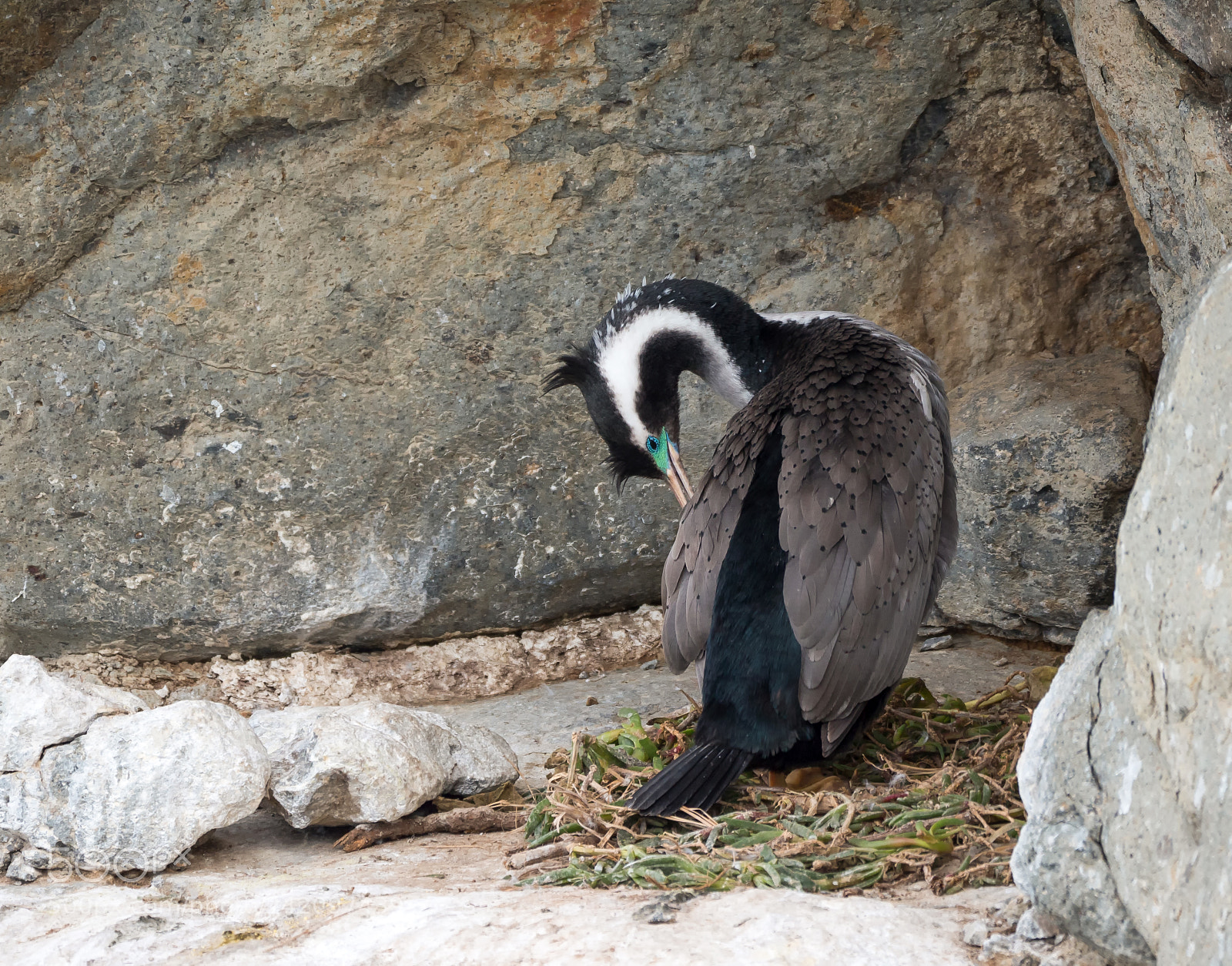 Panasonic Lumix DMC-GH4 sample photo. Spotted shag photography