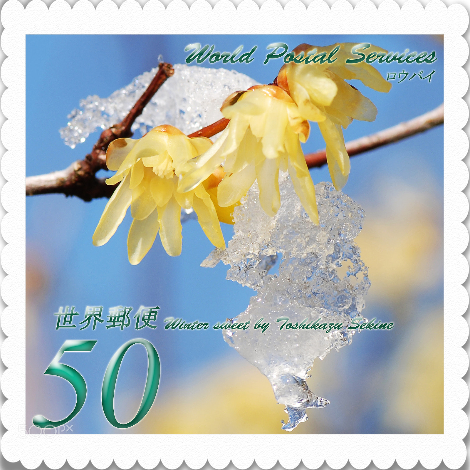 Nikon D200 sample photo. Winter sweet photography