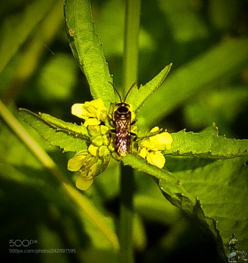 Xiaomi Redmi 4X sample photo. Nature & insect photography