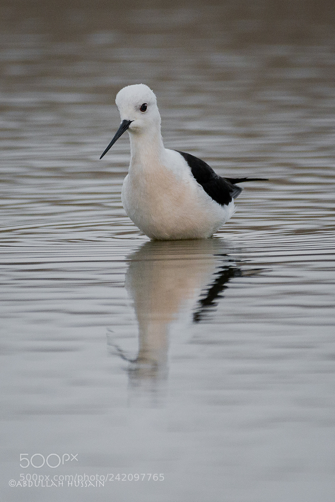 Nikon D7100 sample photo. Black winged stilt photography