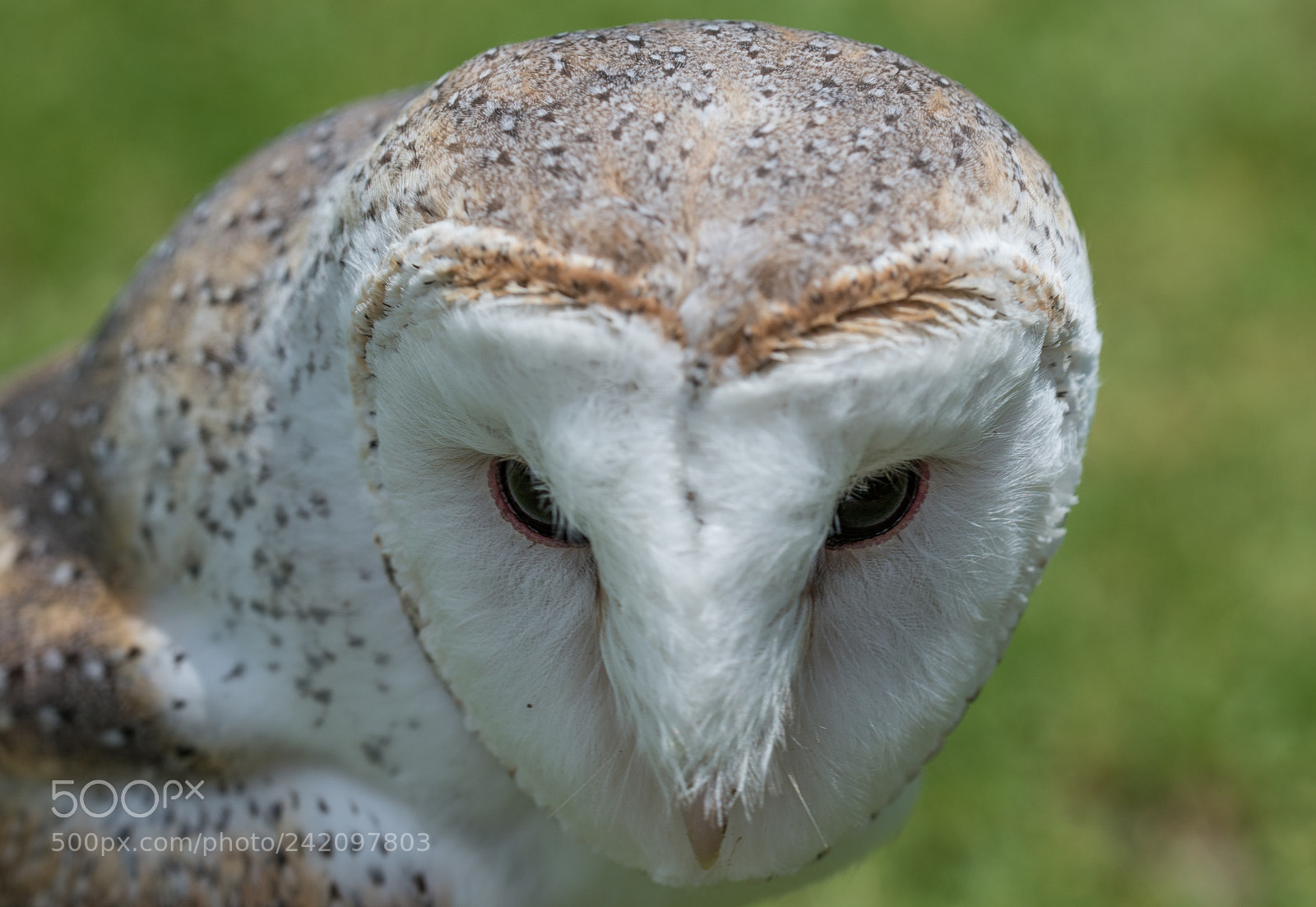 Nikon D610 sample photo. Barn owl photography