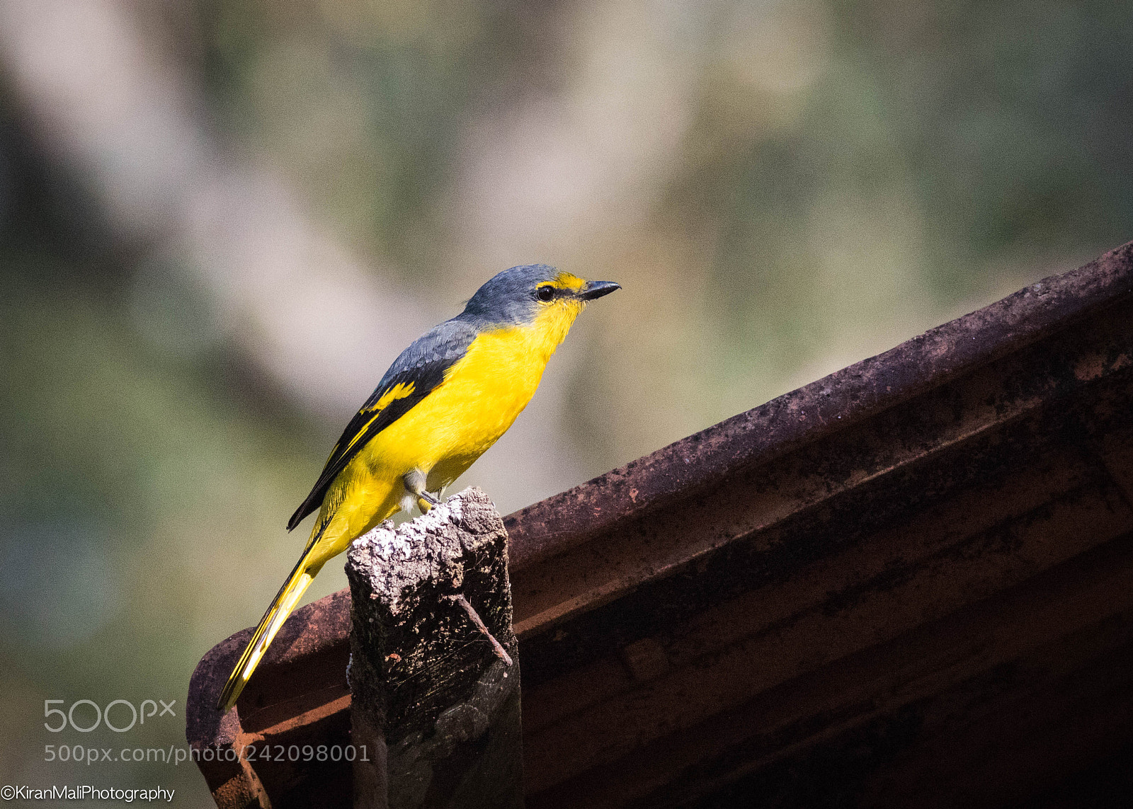 Canon EOS 7D Mark II sample photo. Scarlet minivet photography
