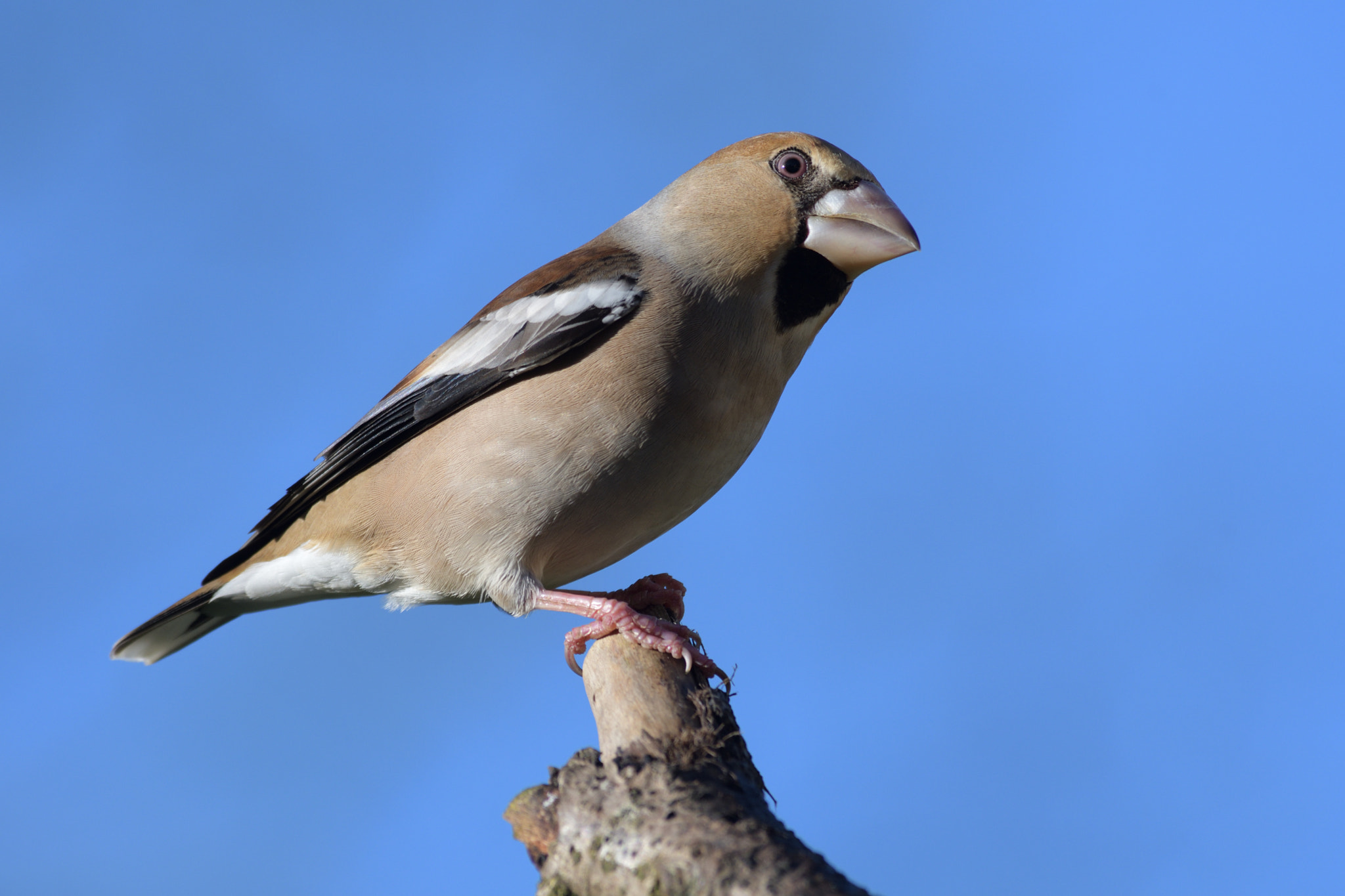 Nikon D500 sample photo. Gros bec casse-noyaux photography