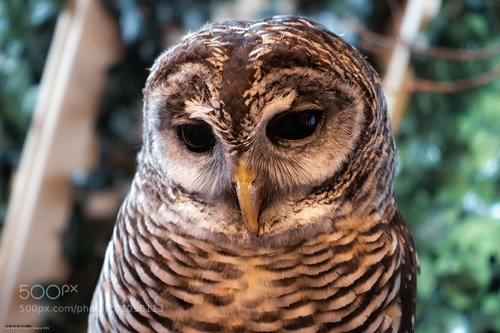 Sony Cyber-shot DSC-RX100 III sample photo. Owl (v) photography