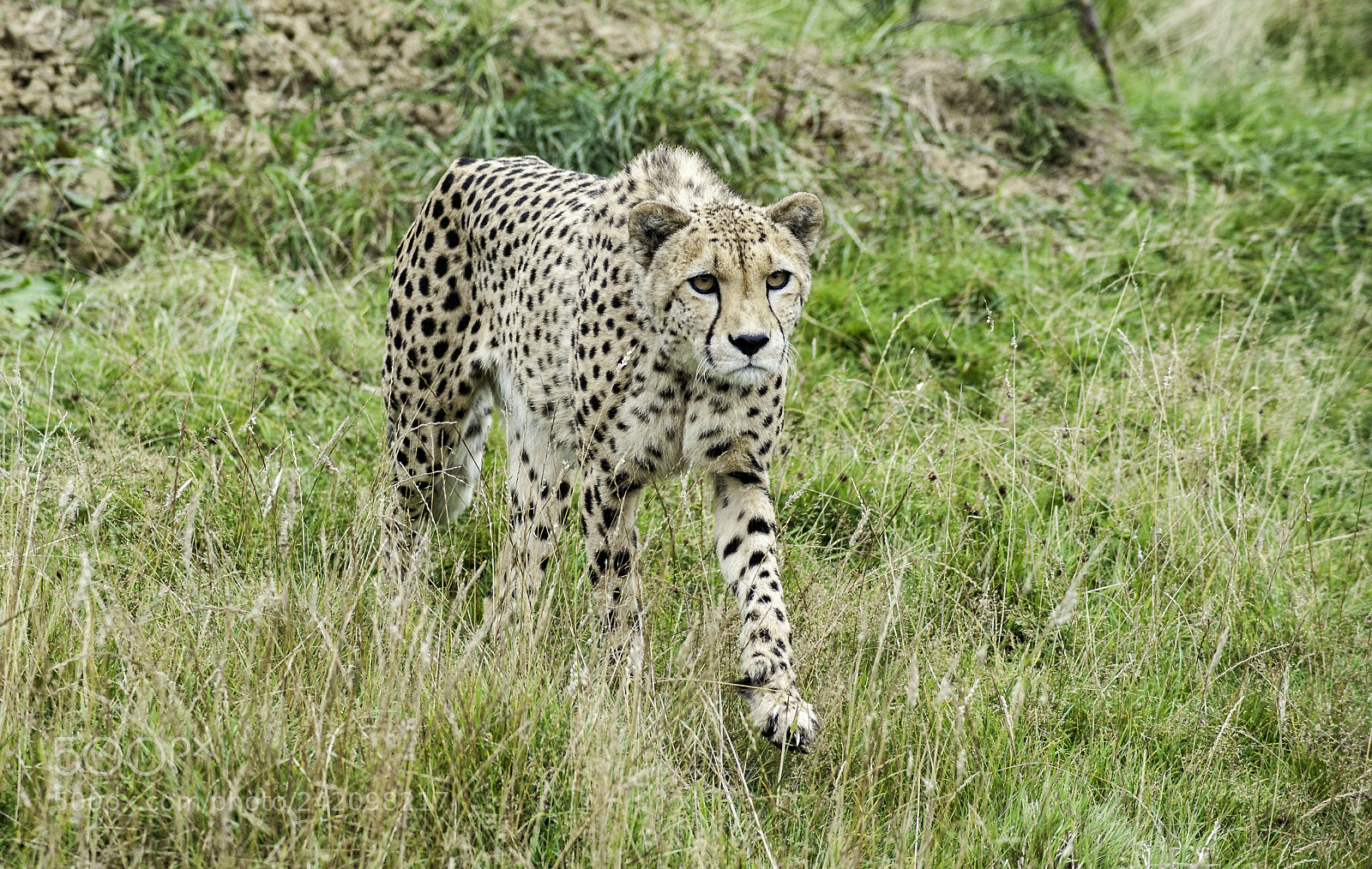 Nikon D700 sample photo. Cheetah series photography