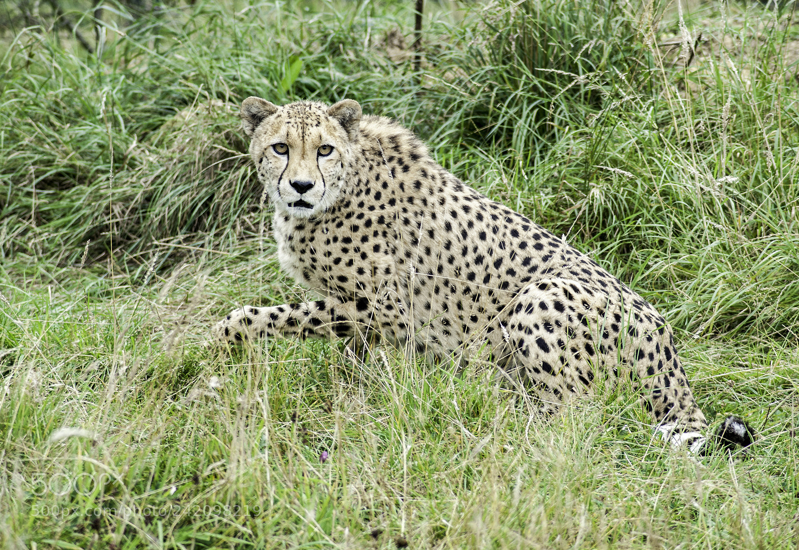 Nikon D700 sample photo. Cheetah series photography