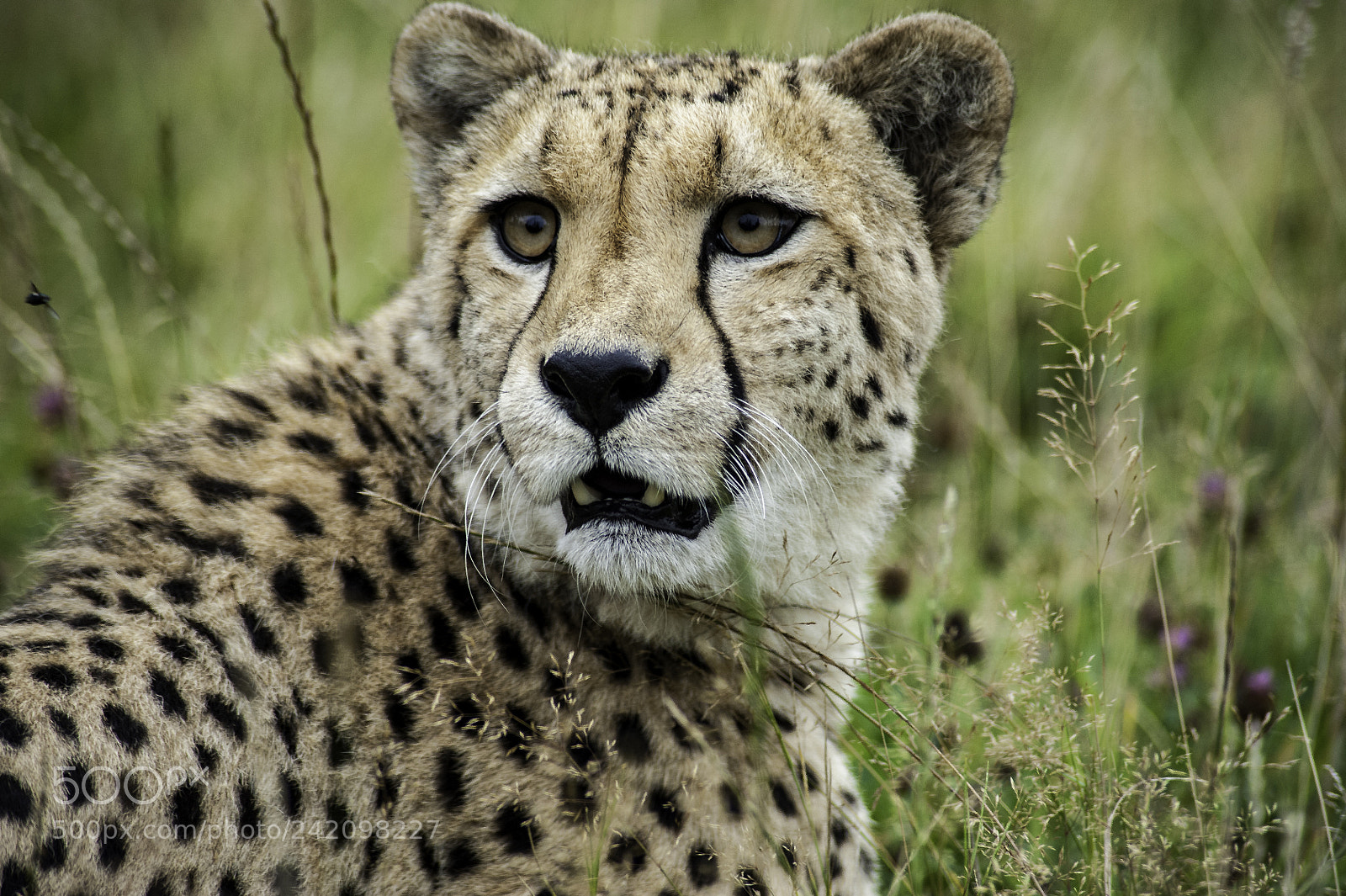 Nikon D700 sample photo. Cheetah series photography