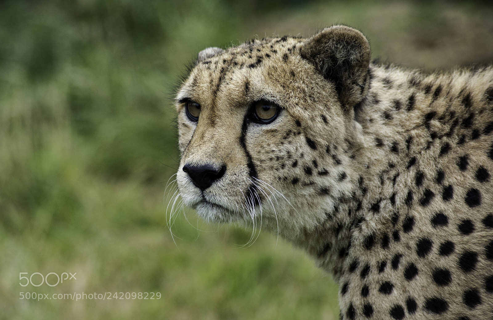 Nikon D700 sample photo. Cheetah series photography
