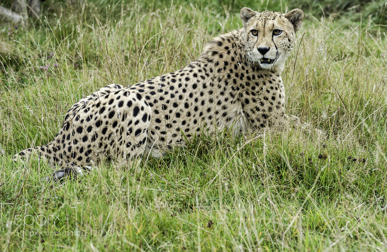 Nikon D700 sample photo. Cheetah series photography