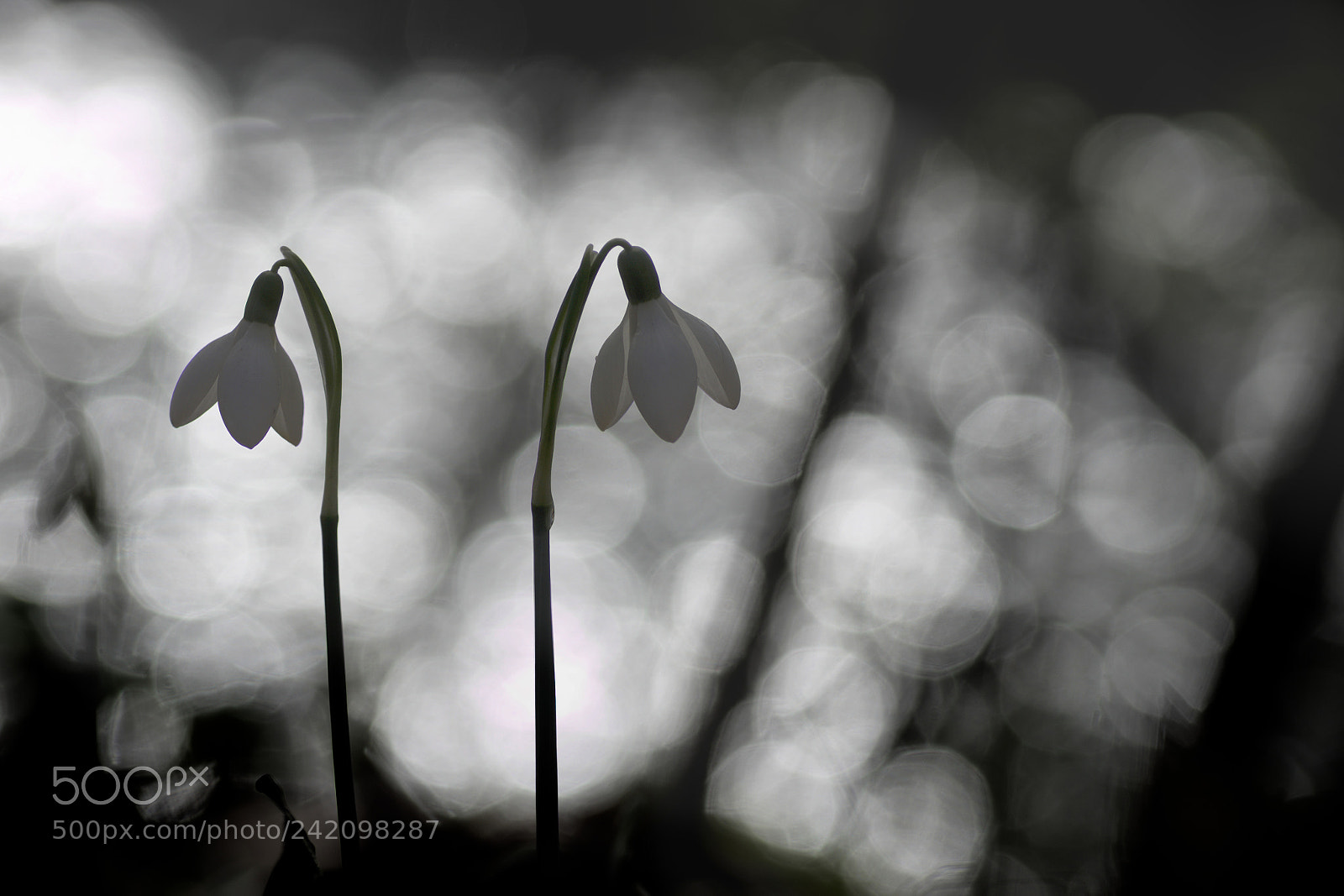 Pentax K-5 sample photo. Winter light photography