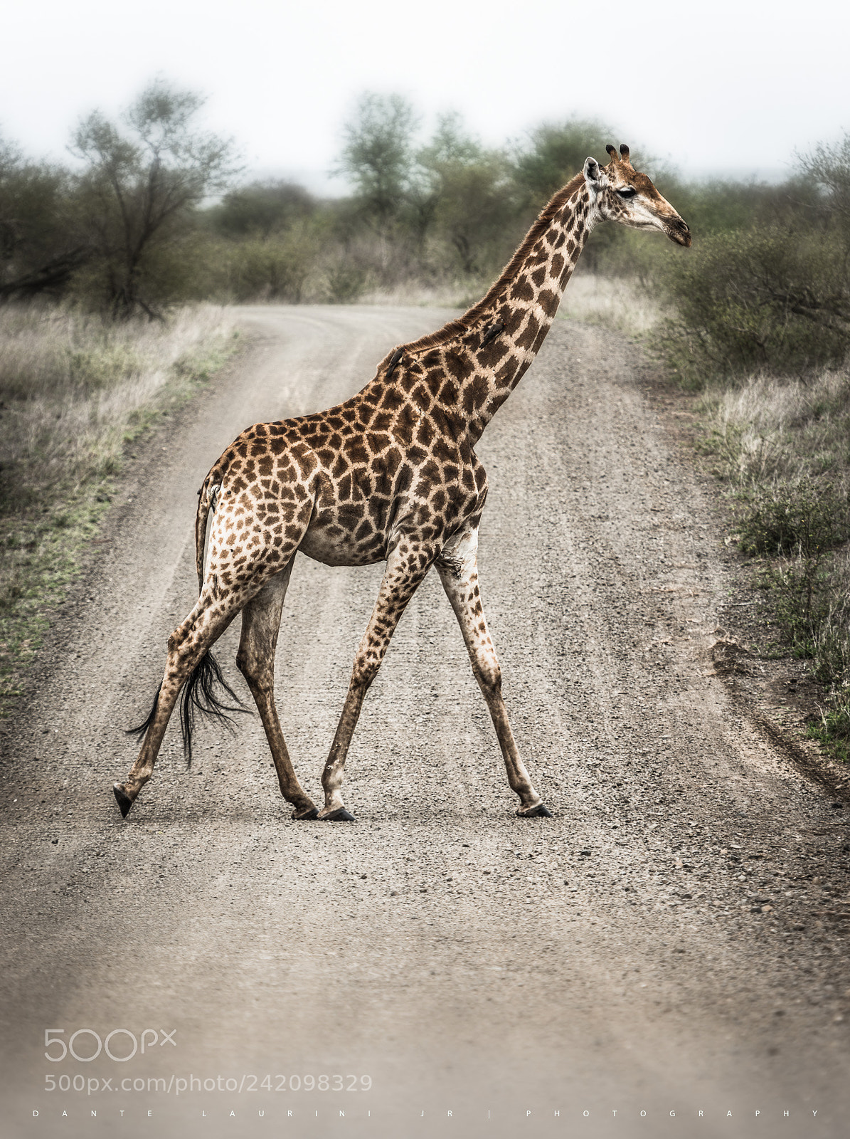 Nikon D800 sample photo. Giraffe on kruger photography