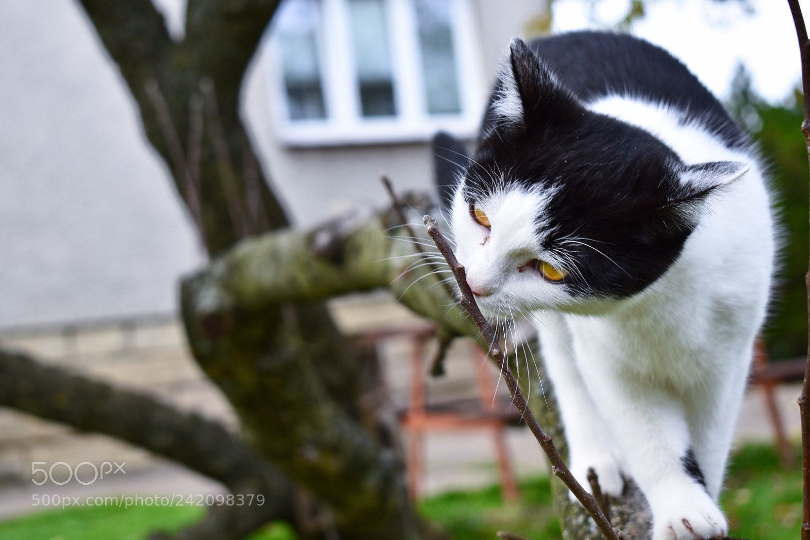 Nikon D5500 sample photo. Curious kitty ? photography