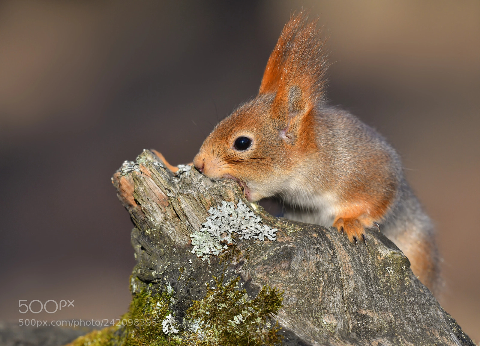 Nikon D850 sample photo. Squirrel photography