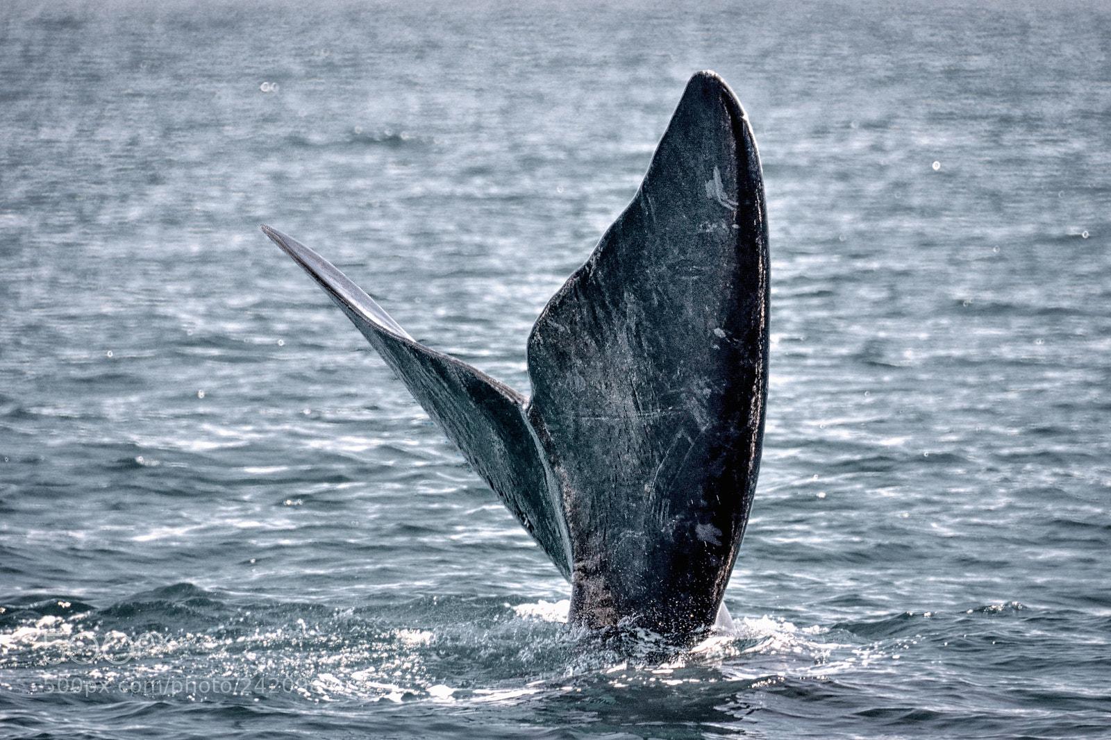 Nikon D7000 sample photo. Whale diving photography